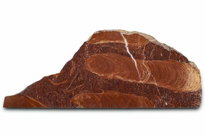 Polished Stromatolite (Jurusania) From Russia - Million Years #362939